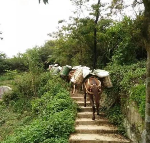 茂名山区马帮运输